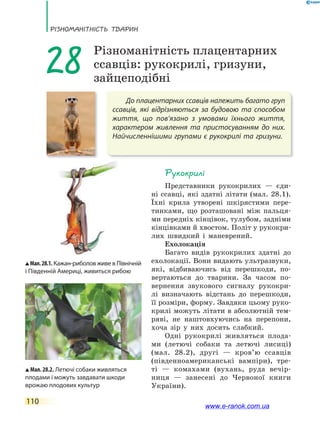 РізноманіТнісТь ТВаРин
110
До плацентарних ссавців належить багато груп
ссавців, які відрізняються за будовою та способом
життя, що пов’язано з умовами їхнього життя,
характером живлення та пристосуванням до них.
Найчисленнішими групами є рукокрилі та гризуни.
28 Різноманітність плацентарних
ссавців: рукокрилі, гризуни,
зайцеподібні
Рукокрилі
Представники рукокрилих — єди-
ні ссавці, які здатні літати (мал. 28.1).
Їхні крила утворені шкірястими пере-
тинками, що розташовані між пальця-
ми передніх кінцівок, тулубом, задніми
кінцівками й хвостом. Політ у рукокри-
лих швидкий і маневрений.
Ехолокація
Багато видів рукокрилих здатні до
ехолокації. Вони видають ультразвуки,
які, відбиваючись від перешкоди, по-
вертаються до тварини. За часом по-
вернення звукового сигналу рукокри-
лі визначають відстань до перешкоди,
її розміри, форму. Завдяки цьому руко-
крилі можуть літати в абсолютній тем-
ряві, не наштовхуючись на перепони,
хоча зір у них досить слабкий.
Одні рукокрилі живляться плода-
ми (летючі собаки та летючі лисиці)
(мал. 28.2), другі — кров’ю ссавців
(південноамериканські вампіри), тре-
ті — комахами (вухань, руда вечір-
ниця — занесені до Червоної книги
України).
Мал.28.1. Кажан-риболов живе в Північній
і Південній Америці, живиться рибою
Мал. 28.2. Летючі собаки живляться
плодами і можуть завдавати шкоди
врожаю плодових культур
www.e-ranok.com.ua
 