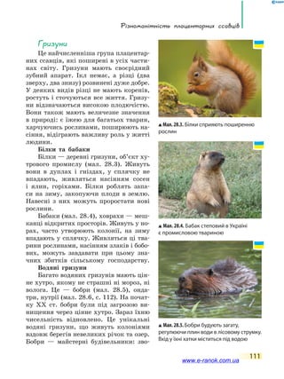 Різноманітність плацентарних ссавців
111
Гризуни
Це найчисленніша група плацентар-
них ссавців, які поширені в усіх части-
нах світу. Гризуни мають своєрідний
зубний апарат. Ікл немає, а різці (два
зверху, два знизу) розвинені дуже добре.
У деяких видів різці не мають коренів,
ростуть і сточуються все життя. Гризу-
ни відзначаються високою плодючістю.
Вони також мають величезне значення
в природі: є їжею для багатьох тварин,
харчуючись рослинами, поширюють на-
сіння, відіграють важливу роль у житті
людини.
Білки та бабаки
Білки — деревні гризуни, об’єкт ху-
трового промислу (мал. 28.3). Живуть
вони в дуплах і гніздах, у сплячку не
впадають, живляться насінням сосен
і  ялин, горіхами. Білки роблять запа-
си на зиму, закопуючи плоди в землю.
Навесні з них можуть проростати нові
рослини.
Бабаки (мал. 28.4), ховрахи — меш-
канці відкритих просторів. Живуть у но-
рах, часто утворюють колонії, на зиму
впадають у сплячку. Живляться ці тва-
рини рослинами, насінням злаків і бобо-
вих, можуть завдавати при цьому зна-
чних збитків сільському господарству.
Водяні гризуни
Багато водяних гризунів мають цін-
не хутро, якому не страшні ні мороз, ні
волога. Це — бобри (мал. 28.5), онда-
три, нутрії (мал. 28.6, с. 112). На почат-
ку XX ст. бобри були під загрозою ви-
нищення через цінне хутро. Зараз їхню
чисельність відновлено. Це  унікальні
водяні гризуни, що живуть колоніями
вздовж берегів невеликих річок та озер.
Бобри — майстерні будівельники: зво-
Мал. 28.4. Бабак степовий в Україні
є промисловою твариною
Мал.28.3. Білки сприяють поширенню
рослин
Мал.28.5.Бобри будують загату,
регулюючи плин води в лісовому струмку.
Вхід у їхні хатки міститься під водою
www.e-ranok.com.ua
 