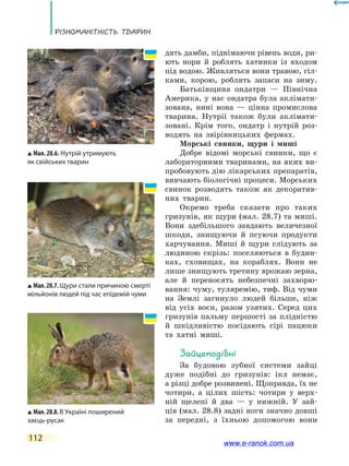 Різноманітність тварин
112
Мал. 28.6. Нутрій утримують
як свійських тварин
дять дамби, піднімаючи рівень води, ри-
ють нори й роблять хатинки із входом
під водою. Живляться вони травою, гіл-
ками, корою, роблять запаси на зиму.
Батьківщина ондатри — Північна
Америка, у нас ондатра була аклімати-
зована, нині вона — цінна промислова
тварина. Нутрії також були аклімати-
зовані. Крім того, ондатр і нутрій роз-
водять на звірівницьких фермах.
Морські свинки, щури і миші
Добре відомі морські свинки, що є
лабораторними тваринами, на яких ви-
пробовують дію лікарських препаратів,
вивчають біологічні процеси. Морських
свинок розводять також як декоратив-
них тварин.
Окремо треба сказати про таких
гризунів, як щури (мал. 28.7) та миші.
Вони здебільшого завдають величезної
шкоди, знищуючи й псуючи продукти
харчування. Миші й щури слідують за
людиною скрізь: поселяються в будин-
ках, сховищах, на кораблях. Вони не
лише знищують третину врожаю зерна,
але й переносять небезпечні захворю-
вання: чуму, туляремію, тиф. Від чуми
на Землі загинуло людей більше, ніж
від усіх воєн, разом узятих. Серед цих
гризунів пальму першості за плідністю
й шкідливістю посідають сірі пацюки
та хатні миші.
Зайцеподібні
За будовою зубної системи зайці
дуже подібні до гризунів: ікл немає,
а різці добре розвинені. Щоправда, їх не
чотири, а цілих шість: чотири у верх-
ній щелепі й два — у нижній. У зай-
ців (мал. 28.8) задні ноги значно довші
за  передні, з їхньою допомогою вони
Мал.28.7.Щури стали причиною смерті
мільйонів людей під час епідемій чуми
Мал.28.8.В Україні поширений
заєць-русак
www.e-ranok.com.ua
 