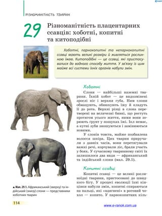 РізноманіТнісТь ТВаРин
114
Хоботні, парнокопитні та непарнокопитні
ссавці мають великі розміри й живляться рослин-
ною їжею. Китоподібні — це ссавці, які пристосу-
валися до водного способу життя. У зв’язку із цим
майже всі системи їхніх органів набули змін.
29 Різноманітність плацентарних
ссавців: хоботні, копитні
та китоподібні
Хоботні
Слони — найбільші наземні тва-
рини. Їхній хобот — це видозмінені
зрослі ніс і верхня губа. Ним слони
обмацують, обнюхують їжу й кладуть
її до рота. Верхні різці в слона пере-
творені на величезні бивні, що ростуть
протягом усього життя, ними вони зо-
рюють ґрунт у пошуках їжі. Ікл немає,
а кутні зуби зношуються і замінюються
новими.
У слонів товста, майже позбавлена
волосся шкіра. Цих тварин прируча-
ли з давніх часів, вони перетягували
важкі речі, корчували ліс, брали участь
у боях. У сучасному тваринному світі їх
залишилося два види — африканський
та індійський слони (мал. 29.1).
Копитні ссавці
Копитні ссавці — це великі росли-
ноїдні тварини, пристосовані до швид-
кого бігу. У процесі еволюції їхні кін-
цівки набули змін, копитні спираються
на пальці, які «вдягнені» в роговий чо-
хол — копито. У парнокопитних кіль-
Мал. 29.1. Африканський (зверху) та ін-
дійський (знизу) слони — представники
хоботних тварин
www.e-ranok.com.ua
 