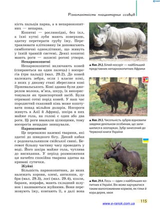 Різноманітність плацентарних ссавців
115
кість пальців парна, а в непарнокопит-
них — непарна.
Копитні — рослиноїдні, без ікл,
а  їхні кутні зуби мають поверхню,
здатну перетирати грубу їжу. Пере-
травлювати клітковину їм допомагають
симбіотичні одноклітинні, що живуть
у їхній травній системі. Деякі копитні
мають роги — захисні рогові утвори.
Непарнокопитні
Непарнокопитні включають коней
(спираються на один палець) і носоро-
гів (три пальці) (мал. 29.2). До коней
належать зебри, осли і власне коні,
з  яких у дикому стані збереглися коні
Пржевальського. Коні здавна були дже-
релом молока, м’яса, шкур, їх викорис-
товували як транспортний засіб. Були
отримані сотні порід коней. У наш час
породистий скаковий кінь може кошту-
вати понад мільйон доларів. Носороги
живуть в  Азії й Африці, шкіра в них
майже гола, на голові є один або два
роги. Ці роги вважали цілющими, тому
носорогів нещадно знищували.
Парнокопитні
Це переважно наземні тварини, які
здатні до швидкого бігу. Дикий кабан
є родоначальником свійської свині. Бе-
гемот більшу частину часу проводить у
воді. Його шкіра майже гола, чутлива
до висихання. У період розмноження
ця начебто спокійна тварина здатна на
криваві сутички.
Жуйні
Більшість парнокопитних, до яких
належать корови, олені, антилопи, зу-
бри (мал. 29.3), лосі (мал. 29.4), козли,
барани, жирафи, мають складний шлу-
нок і називаються жуйними. Вони пере-
жовують їжу, ковтають її, а  далі вона
Мал. 29.2. Білий носоріг — найбільший
представник непарнокопитних Африки
Мал. 29.3. Чисельність зубрів відновили
завдяки декільком особинам, що зали-
шилися в зоопарках. Зубр занесений до
Червоної книги України
Мал. 29.4. Лось — один з найбільших ко-
питних в Україні. Він може харчуватися
таким малопоживним кормом, як гілки й
кора дерев, хвоя
www.e-ranok.com.ua
 