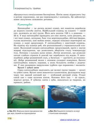 Різноманітність тварин
116
зброджується спеціальними бактеріями. Потім знову відригують їжу
в ротову порожнину, ще раз пережовують і ковтають. Це забезпечує
повне вилучення поживних речовин.
Китоподібні
Китоподібні — це досить великі ссавці, які повністю перейшли
до водного способу життя. Найбільший ссавець на планеті — синій
кит, належить до цієї групи. Його вага досягає 150 т, а довжина —
33 м. У воді китоподібні проводять усе своє життя, хоча дихають, як
і всі інші ссавці, легенями. Їхнє тіло веретеноподібне, обтічної форми,
голова величезна, шиї майже немає, передні кінцівки перетворені на
плавці, а задні зредуковані. У китоподібних є хвостовий плавець.
На відміну від плавця риб, він розташований у горизонтальній пло-
щині. Волосяний покрив китоподібних зредукований, проте є значні
жирові відкладення, що дозволяють зберігати сталу температуру
тіла. Потових і сальних залоз немає. Легені величезні, що дозволяє
китові глибоко пірнати й довгий час перебувати під водою. У кито-
подібних добре розвинений слух, у багатьох — здатність до ехолока-
ції. Добре розвинений мозок є основою складної поведінки. Багато
китоподібних живуть зграями, у яких більшість особин є родича-
ми. У них розвинена зворушлива турбота про поранених і малюків.
Вусаті і зубаті кити
Серед китоподібних виділяють дві великі групи тварин — вусаті
та зубаті кити. Вусаті кити живляться планктоном, фільтруючи воду
через так званий китовий вус — особливий роговий утвір. Гігант
синій кит є саме вусатим китом. Основна його їжа — це криль,
морські рачки. У зубатих китів є зуби, живляться ці тварини, як
правило, рибою.
Мал. 29.6. Кашалоти полюють на акул
і гігантських кальмарів
Мал. 29.5. Морська свиня при диханні ви-
дає звук, схожий на порохкування
www.e-ranok.com.ua
 