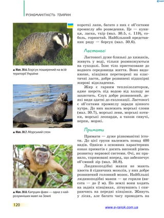Різноманітність тварин
120
короткі лапи, багато з них є об’єктами
промислу або розведення. Це — куни-
ця, ласка, тхір (мал. 30.5, с. 119), со-
боль, горностай. Найбільший представ-
ник ряду — борсук (мал. 30.6).
Ластоногі
Ластоногі дуже близькі до хижаків,
живуть у воді, тільки розмножуються
на суходолі. Їхнє тіло пристосоване до
водного середовища життя. Воно видо-
вжене, кінцівки перетворені на елас-
тичні ласти, добре розвинені підшкірні
жирові відкладення.
Жир є гарним теплоізолятором,
адже шерсть під водою від холоду не
захистить. Слух добре розвинений, де­
які види здатні до ехолокації. Ластоногі
є об’єктами промислу заради цінного
хутра. До них належать морські слони
(мал. 30.7), морські леви, морські коти-
ки, морські леопарди, а також сивучі,
нерпи, моржі.
Примати
Примати — дуже різноманітні істо-
ти. До цієї групи належить понад 400
видів. Однією з основних характерних
ознак приматів є досить високий рівень
розвитку нервової системи. Очі, як пра-
вило, спрямовані вперед, що забезпечує
об’ємний зір (мал. 30.8).
Людиноподібні мавпи не мають
хвоста й сідничних мозолів, у них добре
розвинений головний мозок. Найбільші
людиноподібні мавпи — це горили (ви-
сота — до 2 м). По землі вони ходять
на задніх кінцівках, зігнувшись і спи-
раючись на передні кінцівки. Живуть
у лісах, але багато часу проводять на
Мал.30.6.Борсук поширений на всій
території України
Мал.30.7.Морський слон
Мал.30.8.Капуцин фавн — одна з най-
розумніших мавп на Землі
www.e-ranok.com.ua
 