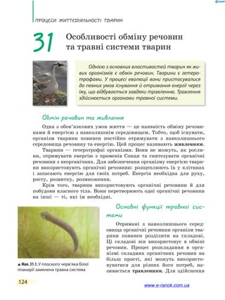 ПРоцЕси ЖиТТєдіЯЛьносТі ТВаРин
124
Однією з основних властивостей тварин як жи-
вих організмів є обмін речовин. Тварини є гетеро-
трофами. У процесі еволюції вони пристосувалися
до певних умов існування й отримання енергії через
їжу, що відбувається завдяки травленню. Травлення
здійснюється органами травної системи.
31 Особливості обміну речовин
та травні системи тварин
обмін речовин та живлення
Одна з обов’язкових умов життя — це наявність обміну речови-
нами й енергією з навколишнім середовищем. Тобто, щоб існувати,
організм тварини повинен постійно отримувати з навколишнього
середовища речовину та енергію. Цей процес називають живленням.
Тварини — гетеротрофні організми. Вони не можуть, як росли-
ни, отримувати енергію з променів Сонця та синтезувати органічні
речовини з неорганічних. Для забезпечення організму енергією твари-
ни використовують органічні речовини: розщеплюють їх у клітинах
і запасають енергію для своїх потреб. Енергія необхідна для руху,
росту, розвитку, розмноження.
Крім того, тварини використовують органічні речовини й для
побудови власного тіла. Вони перетворюють одні органічні речовини
на інші — ті, які їм необхідні.
Мал.31.1.У плоского черв’яка білої
планарії замкнена травна система
основні функції травної сис-
теми
Отримані з навколишнього серед-
овища органічні речовини організм тва-
рини повинен розділити на складові.
Ці складові він використовує в обміні
речовин. Процес розкладання в орга-
нізмі складних органічних речовин на
більш прості, які можуть використо-
вуватися для різних його потреб, на-
зивається травленням. Для здійснення
www.e-ranok.com.ua
 