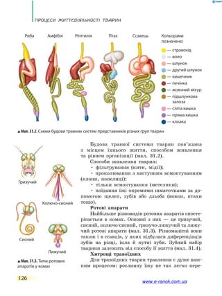 Процеси життєдіяльності тварин
126
Будова травної системи тварин пов’язана
з  місцем їхнього життя, способом живлення
та  рівнем організації (мал. 31.2).
Способи живлення тварин:
• фільтрування (кити, мідії);
• проколювання з наступним всмоктуванням
(клопи, попелиці);
• тільки всмоктування (метелики);
• поїдання їжі окремими шматочками за до-
помогою щелеп, зубів або дзьоба (вовки, птахи
тощо).
Ротові апарати
Найбільше різновидів ротових апаратів спосте-
рігається в комах. Основні з них — це гризучий,
сисний, колючо-сисний, гризучо-лижучий та лижу-
чий ротові апарати (мал. 31.3). Різноманітні вони
також і в ссавців, у яких відбулася диференціація
зубів на різці, ікла й кутні зуби. Зубний набір
тварини залежить від способу її життя (мал. 31.4).
Хитрощі травоїдних
Для травоїдних тварин травлення є дуже важ-
ким процесом: рослинну їжу не так легко пере-
Мал. 31.2. Схеми будови травних систем представників різних груп тварин
Риба
— стравохід
— воло
— шлунок
— другий шлунок
— кишечник
— печінка
— жовчний міхур
— підшлункова
залоза
— сліпа кишка
— пряма кишка
— клоака
Амфібія Рептилія Ссавець Кольорами
позначено:
Птах
Мал. 31.3. Типи ротових
апаратів у комах
Гризучий
Колючо-сисний
Сисний
Лижучий
www.e-ranok.com.ua
 