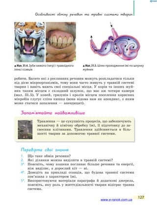 особливості обміну речовин та травні системи тварин
127
робити. Багато які з рослинних речовин можуть розкладатися тільки
під дією мікроорганізмів, тому вони часто живуть у травній системі
тварин і навіть мають свої спеціальні місця. У корів та інших жуй-
них таким місцем є складний шлунок, що має аж чотири камери
(мал. 31.5). У коней, гризунів і кролів місцем поселення корисних
мікробів слугує сліпа кишка (вона відома нам як апендикс, з яким
може статися запалення — апендицит).
запам’ятайте найважливіше
Травлення — це сукупність процесів, що забезпечують
механічну й хімічну обробку їжі, її підготовку до за-
своєння клітинами. Травлення здійснюється в біль-
шості тварин за допомогою травної системи.
Перевірте свої знання
1. Що таке обмін речовин?
2. Які ділянки можна виділити в травній системі?
3*. Поясніть, чому кошеня поглинає більше речовин та енергії,
ніж виділяє, а дорослий кіт — ні.
4*. Доведіть на прикладі ссавців, що будова травної системи
пов’язана з характером їжі.
5*. Використовуючи матеріали параграфа й додаткові джерела,
поясніть, яку роль у життєдіяльності тварин відіграє травна
система.
Мал. 31.4. Зуби хижого (тигр) і травоїдного
(кінь) ссавців
Мал. 31.5. Шлях проходження їжі по шлунку
жуйних
www.e-ranok.com.ua
 