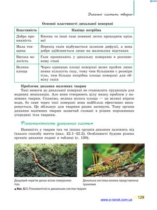 Дихальні системи тварин
129
Основні властивості дихальної поверхні
Властивість Навіщо потрібна
Добра про-
никність
Кисень та інші гази повинні легко проходити крізь
неї
Мала тов-
щина
Перехід газів відбувається шляхом дифузії, а вона
добре здійснюється лише на маленьких відстанях
Висока во-
логість
Гази проникають у дихальну поверхню в розчине-
ному стані
Велика
площа
Через одиницю площі поверхні може пройти лише
певна кількість газу, тому чим більшими є розміри
тіла, тим більша потрібна площа поверхні для об-
міну газів
Проблеми дихання наземних тварин
Такі вимоги до дихальної поверхні не становлять труднощів для
водяних мешканців. Але вони створюють цілу низку проблем у на-
земних тварин. Скажімо, велика волога площа — це великі втрати
води, бо саме через такі поверхні вона найбільш ефективно випа-
ровується. Це збільшує для тварини ризик загинути. Тому органи
дихання наземних тварин зазвичай сховані в різних порожнинах
усередині тіла тварини.
Різноманітність дихальних систем
Наявність у тварин тих чи інших органів дихання залежить від
їхнього способу життя (мал. 32.1–32.2). Особливості будови різних
органів дихання подані в таблиці (с. 130).
Мал. 32.1. Різноманітність дихальних систем тварин
Дощовий черв’як дихає всією поверхнею
тіла
Дихальна система коника представлена
трахеями
www.e-ranok.com.ua
 