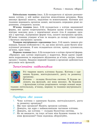 Клітини і тканини тварин
13
Епітеліальна тканина (мал. 2.2) складається зі щільно розташо-
ваних клітин, у ній майже відсутня міжклітинна речовина. Вона
виконує функції захисту, виділення та всмоктування. Клітини цієї
тканини вкривають організм ззовні, вистилають зсередини різні по-
рожнини, утворюють залози.
М’язова тканина (мал. 2.3) складається з клітин видовженої
форми, які здатні скорочуватися. Завдяки цьому м’язова тканина
відіграє важливу роль у переміщенні всього тіла й окремих орга-
нів у просторі, підтриманні форми тіла, захисті внутрішніх органів.
М’язова тканина утворює м’язи та входить до складу стінок судин
і багатьох внутрішніх органів.
Тканини внутрішнього середовища (мал. 2.4) мають чимало різ-
новидів. Їхньою особливістю є те, що вони містять дуже багато між-
клітинної речовини. З них складаються кістки, хрящі, сухожилля,
зв’язки, кров тощо.
Нервова тканина (мал. 2.5) складається з клітин зірчастої форми.
«Промені» цих клітин переходять у відростки. Вони здатні сприй-
мати подразнення та передавати збудження до м’язів, шкіри, інших
органів і тканин. Завдяки нервовій тканині в організмі здійснюється
регуляція всіх функцій.
запам’ятайте найважливіше
Усі тварини мають клітинну будову. Клітина є оди-
ницею будови, життєдіяльності, росту та розвитку
організму.
Клітина — складна біологічна система. Її будова за-
лежить від функцій, які вона виконує. За будовою
і функціями клітин розрізняють чотири основні види
тканин: епітеліальну, м’язову, нервову та тканини внутрішнього
середовища.
Перевірте свої знання
1. Чому клітина є одиницею будови, життєдіяльності, росту
та розвитку організму?
2. Що таке органели? Назвіть органели клітини.
3*. Доведіть, що ядро є найважливішою частиною клітини.
4*. Доведіть, що клітина — складна біологічна система.
5*. Як ви вважаєте, чи існує зв’язок між будовою тканин та їх-
німи функціями? Свою відповідь обґрунтуйте.
www.e-ranok.com.ua
 