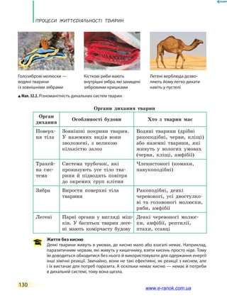 Процеси життєдіяльності тварин
130
Органи дихання тварин
Орган
дихання
Особливості будови Хто з тварин має
Поверх-
ня тіла
Зовнішні покриви тварин.
У наземних видів вони
зволожені, з великою
кількістю залоз
Водяні тварини (дрібні
ракоподібні, черви, кліщі)
або наземні тварини, які
живуть у  вологих умовах
(черви, кліщі, амфібії)
Трахей­
на сис-
тема
Система трубочок, які
пронизують усе тіло тва-
рини й підводять повітря
до окремих груп клітин
Членистоногі (комахи,
павукоподібні)
Зябра Вирости поверхні тіла
тварини
Ракоподібні, деякі
черевоногі, усі двостулко-
ві та  головоногі молюски,
риби, амфібії
Легені Парні органи у вигляді міш­
ків. У багатьох тварин леге-
ні мають комірчасту будову
Деякі черевоногі молюс-
ки, амфібії, рептилії,
птахи, ссавці
Життя без кисню
Деякі тварини живуть в умовах, де кисню мало або взагалі немає. Наприклад,
паразитичним червам, які живуть у кишечнику, взяти кисень просто ніде. Тому
їм доводиться обходитися без нього й використовувати для одержання енергії
інші хімічні реакції. Звичайно, вони не такі ефективні, як реакції з киснем, але
і їх вистачає для потреб паразита. А оскільки немає кисню — немає й потреби
в дихальній системі, тому вона щезла.
Мал. 32.2. Різноманітність дихальних систем тварин
Голозяброві молюски —
водяні тварини
із зовнішніми зябрами
Кісткові риби мають
внутрішні зябра, які захищені
зябровими кришками
Легені верблюда дозво-
ляють йому легко дихати
навіть у пустелі
www.e-ranok.com.ua
 