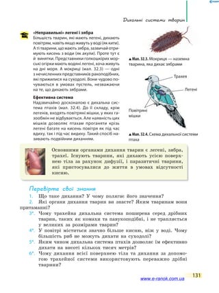 дихальні системи тварин
131
«Неправильні» легені і зябра
Більшість тварин, які мають легені, дихають
повітрям, навіть якщо живуть у воді (як кити).
А ті тварини, що мають зябра, зазвичай отри-
мують кисень з води (як акули). Проте тут є
й винятки. Представники голкошкірих мор-
ські огірки мають водяні легені, хоча живуть
на дні моря. А мокриці (мал. 32.3) — одні
з нечисленних представників ракоподібних,
які прижилися на суходолі. Вони чудово по-
чуваються в умовах пустель, незважаючи
на те, що дихають зябрами.
Ефективна система
Надзвичайно досконалою є дихальна сис-
тема птахів (мал. 32.4). До її складу, крім
легенів, входять повітряні мішки, у яких га-
зообмін не відбувається. Але наявність цих
мішків дозволяє птахам проганяти крізь
легені багате на кисень повітря як під час
вдиху, так і під час видиху. Такий спосіб на-
зивають подвійним диханням.
Основними органами дихання тварин є легені, зябра,
трахеї. Існують тварини, які дихають усією поверх-
нею тіла за рахунок дифузії, і паразитичні тварини,
які пристосувалися до життя в умовах відсутності
кисню.
Перевірте свої знання
1. Що таке дихання? У чому полягає його значення?
2. Які органи дихання тварин ви знаєте? Яким тваринам вони
притаманні?
3*. Чому трахейна дихальна система поширена серед дрібних
тварин, таких як комахи та павукоподібні, і не трапляється
у великих за розмірами тварин?
4*. У повітрі міститься значно більше кисню, ніж у воді. Чому
більшість риб не можуть дихати на суходолі?
5*. Яким чином дихальна система птахів дозволяє їм ефективно
дихати на висоті кількох тисяч метрів?
6*. Чому дихання всієї поверхнею тіла та дихання за допомо-
гою трахейної системи використовують переважно дрібні
тварини?
Мал. 32.3. Мокриця — наземна
тварина, яка дихає зябрами
Мал. 32.4. Схема дихальної системи
птаха
Трахея
Повітряні
мішки
Легені
www.e-ranok.com.ua
 