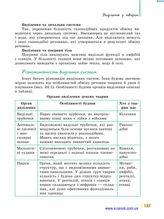 Виділення у тварин
137
Виділення та дихальна система
Так, переважна більшість газоподібних продуктів обміну ви-
водиться через дихальну систему. Насамперед це вуглекислий газ
і  вода, які утворюються під час дихання. Але виділятися можуть
і інші газоподібні речовини, які утворюються в результаті обміну
речовин.
Виділення та покриви тіла
Покриви тіла виконують важливі видільні функції в амфібій
і  ссавців. У більшості ссавців вони всіяні потовими залозами, які
дозволяють виводити з організму зайве тепло, воду й солі.
Різноманітність видільних систем
Існує багато різновидів видільних систем. Їхня будова значною
мірою залежить від особливостей обміну речовин тварини й умов її
існування (мал. 34.1). Особливості будови органів виділення описані
в таблиці.
Органи виділення деяких тварин
Орган
виділення
Особливості будови Хто з тва-
рин має
Видільні
трубочки
Парні звивисті трубочки, на внутріш-
ньому кінці яких є лійка з війками
Кільчаки
Антеналь-
ні (зелені)
і мак-
силярні
залози
Видозмінені видільні трубочки, які роз-
міщуються біля основи вусиків (антен)
та щелеп (максил) у ракоподібних.
Мають вигляд мішечка, з якого
назовні виходить звивистий каналець
Ракопо-
дібні
Мальпігіє-
ві судини
Сліпозамкнені трубочки, розташовані на
межі середньої і задньої кишки членис-
тоногих
Комахи,
павукопо-
дібні
Нирки Орган, який містить велику кількість
структур, що є видозміненими звивис-
тими канальцями. У різних груп тварин
кількість і будова цих структур відріз-
няються. У рептилій, птахів і ссавців
нирки складаються з нефронів — склад-
них, але дуже ефективних функціональ-
них одиниць
Молюс-
ки, риби,
амфібії,
рептилії,
птахи,
ссавці
www.e-ranok.com.ua
 
