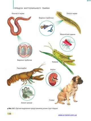 ПРоцЕси ЖиТТєдіЯЛьносТі ТВаРин
138
Мал. 34.1. Органи виділення представників різних груп тварин
Видільні трубочки
Видільні трубочки
Кільчасті черви
Ракоподібні
Комахи
Ссавці
Плоскі черви
Зелені залози
Мальпігієві судини
Нирки
www.e-ranok.com.ua
 