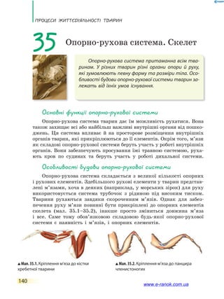 ПРоцЕси ЖиТТєдіЯЛьносТі ТВаРин
140
Опорно-рухова система притаманна всім тва-
ринам. У різних тварин різні органи опори й руху,
які зумовлюють певну форму та розміри тіла. Осо-
бливості будови опорно-рухової системи тварин за-
лежать від їхніх умов існування.
35 Опорно-рухова система. Скелет
основні функції опорно-рухової системи
Опорно-рухова система тварин дає їм можливість рухатися. Вона
також захищає всі або найбільш важливі внутрішні органи від пошко-
джень. Ця система впливає й на просторове розміщення внутрішніх
органів тварин, які прикріплюються до її елементів. Окрім того, м’язи
як складові опорно-рухової системи беруть участь у роботі внутрішніх
органів. Вони забезпечують просування їжі травною системою, руха-
ють кров по судинах та беруть участь у роботі дихальної системи.
особливості будови опорно-рухової системи
Опорно-рухова система складається з великої кількості опорних
і рухових елементів. Здебільшого рухові елементи у тварин представ-
лені м’язами, хоча в деяких (наприклад, у морських зірок) для руху
використовується система трубочок з рідиною під високим тиском.
Тварини рухаються завдяки скороченням м’язів. Однак для забез-
печення руху м’язи повинні бути прикріплені до опорних елементів
скелета (мал. 35.1–35.2), інакше просто зміниться довжина м’яза
і все. Саме тому обов’язковою складовою будь-якої опорно-рухової
системи є наявність і м’язів, і опорних елементів.
Мал. 35.1. Кріплення м’яза до кістки
хребетної тварини
Мал. 35.2. Кріплення м’яза до панцира
членистоногих
www.e-ranok.com.ua
 