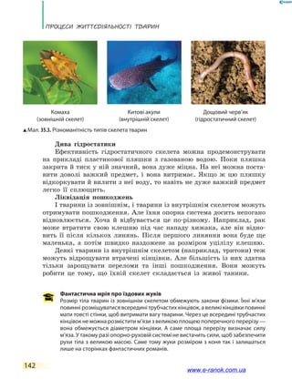 Процеси життєдіяльності тварин
142
Фантастична мрія про їздових жуків
Розмір тіла тварин із зовнішнім скелетом обмежують закони фізики. Їхні м’язи
повинні розміщуватися всередині трубчастих кінцівок, а великі кінцівки повинні
мати товсті стінки, щоб витримати вагу тварини. Через це всередині трубчастих
кінцівок не можна розмістити м’язи з великою площею поперечного перерізу —
вона обмежується діаметром кінцівки. А саме площа перерізу визначає силу
м’яза. У такому разі опорно-руховій системі не вистачить сили, щоб забезпечити
рухи тіла з великою масою. Саме тому жуки розміром з коня так і залишаться
лише на сторінках фантастичних романів.
Мал. 35.3. Різноманітність типів скелета тварин
Дощовий черв’як
(гідростатичний скелет)
Комаха
(зовнішній скелет)
Китові акули
(внутрішній скелет)
Дива гідростатики
Ефективність гідростатичного скелета можна продемонструвати
на прикладі пластикової пляшки з газованою водою. Поки пляшка
закрита й тиск у ній значний, вона дуже міцна. На неї можна поста-
вити доволі важкий предмет, і вона витримає. Якщо ж цю пляшку
відкоркувати й вилити з неї воду, то навіть не дуже важкий предмет
легко її сплющить.
Ліквідація пошкоджень
І тварини із зовнішнім, і тварини із внутрішнім скелетом можуть
отримувати пошкодження. Але їхня опорна система досить непогано
відновлюється. Хоча й відбувається це по-різному. Наприклад, рак
може втратити свою клешню під час нападу хижака, але він відно-
вить її після кількох линянь. Після першого линяння вона буде ще
маленька, а  потім швидко наздожене за розміром уцілілу клешню.
Деякі тварини із внутрішнім скелетом (наприклад, тритони) теж
можуть відрощувати втрачені кінцівки. Але більшість із них здатна
тільки зарощувати переломи та інші пошкодження. Вони можуть
робити це тому, що їхній скелет складається із живої танини.
www.e-ranok.com.ua
 