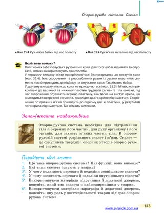 опорно-рухова система. скелет
143
запам’ятайте найважливіше
Опорно-рухова система необхідна для підтримання
тіла й окремих його частин, для руху організму і його
органів, для захисту м’яких частин тіла. В опорно-
руховій системі розрізняють скелет і м’язи. Скелет —
це сукупність твердих і опорних утворів опорно-рухо-
вої системи.
Перевірте свої знання
1. Що таке опорно-рухова система? Які функції вона виконує?
2. Які типи скелета існують у тварин?
3*. У чому полягають переваги й недоліки зовнішнього скелета?
4*. У чому полягають переваги й недоліки внутрішнього скелета?
5*. Використовуючи матеріали підручника й додаткові джерела,
поясніть, який тип скелета є найпоширенішим у тварин.
6*. Використовуючи матеріали параграфа й додаткові джерела,
поясніть, яку роль у життєдіяльності тварин відіграє опорно-
рухова система.
Мал.35.5.Рух м’язів метелика під час польотуМал. 35.4. Рух м’язів бабки під час польоту
Як літають комахи?
Політ комах забезпечується рухом їхніх крил. Для того щоб їх піднімати та опус-
кати, комахи використовують два способи.
У першому випадку м’язи прикріплюються безпосередньо до виступів крил
(мал. 35.4). Їхнє скорочення та розслаблення разом із рухами пластинок сег-
мента тіла й приводить до підйому чи опускання крил. Так літають бабки.
У другому випадку м’язи до крил не приєднуються (мал. 35.5). М’язи, які при-
кріплені до верхньої та нижньої пластин грудного сегмента тіла комахи, під
час скорочення опускають верхню пластину, яка тисне на виступ крила, що
знаходиться всередині сегмента. Унаслідок цього крило піднімається. Скоро-
чення поздовжніх м’язів приводить до підйому цієї ж пластини, у результаті
чого крила піднімаються. Так літають метелики.
www.e-ranok.com.ua
 