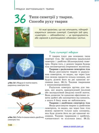 ПРоцЕси ЖиТТєдіЯЛьносТі ТВаРин
144
Усі живі організми, що нас оточують, підпоряд-
ковуються законам симетрії. Симетрія (від грец.
«симетрія»  — відповідність) — це пропорційність
або гармонія в розташуванні однакових частин.
36 Типи симетрії у тварин.
Способи руху тварин
Типи симетрії тварин
У тварин існує два основних типи
симетрії тіла. Це променева (радіальна)
симетрія і двобічна (білатеральна) симе-
трія. Окрім того, у деяких тварин будова
тіла несиметрична (черевоногі молюски).
Тварини з радіальною симетрією тіла
Якщо розглянути тварин із радіаль-
ною симетрією, то видно, що через їхнє
тіло можна провести кілька площин, які
будуть ділити його на дві однакові по-
ловини (мал. 36.1). Такими тваринами
є кишковопорожнинні.
Радіальна симетрія зручна для тва-
рин, які ведуть прикріплений (поліпи)
або малорухомий (медузи) спосіб життя.
Вона дозволяє їм однаково ефективно ло-
вити здобич або захищатися від хижаків,
з якого б боку вони не наблизилися.
Тварини з двобічною симетрією тіла
Якщо розглянути тварин із двобічною
симетрією, то видно, що через їхнє тіло
можна провести тільки одну площину,
яка буде ділити його на дві однакові по-
ловини. Такими тваринами є хребетні,
членистоногі та кільчаки (мал. 36.2).
Мал. 36.1. Медузи й поліпи мають
радіальну симетрію тіла
Мал. 36.2. Риби й комахи мають двобічну
симетрію тіла
www.e-ranok.com.ua
 