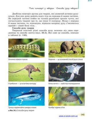 Типи симетрії у тварин. Способи руху тварин
145
Двобічна симетрія зручна для тварин, які зазвичай активно руха-
ються. Для них дуже важить поділ тіла на передню й задню частини.
На передній частині (тобто на голові) розміщені органи чуття, які
сигналізують тварині про те, що чекає її попереду. Якщо є передня
й задня частини, то, відповідно, відносно напряму руху з’являються
правий і лівий боки тіла.
Способи руху тварин
Тваринам властиві різні способи руху залежно від умов сере­
довища та способу життя (мал. 36.3). Які саме це способи, описано
в таблиці (c. 146).
Білка-летяга — майстер планерування
Мал. 36.3. Способи руху тварин
Личинка комахи повзає Ходіння — це основний спосіб руху слона
Стрибання — це візитівка кенгуру
Тунець надзвичайно швидко плаває Колібрі чудово літає
www.e-ranok.com.ua
 
