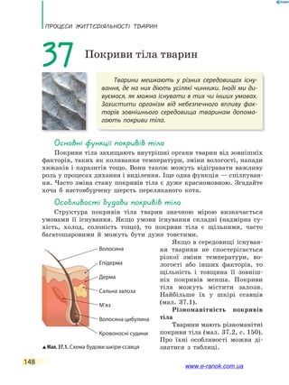 ПРоцЕси ЖиТТєдіЯЛьносТі ТВаРин
148
37 Покриви тіла тварин
основні функції покривів тіла
Покриви тіла захищають внутрішні органи тварин від зовнішніх
факторів, таких як коливання температури, зміни вологості, напади
хижаків і паразитів тощо. Вони також можуть відігравати важливу
роль у процесах дихання і виділення. Іще одна функція — спілкуван-
ня. Часто зміна стану покривів тіла є дуже красномовною. Згадайте
хоча б настовбурчену шерсть переляканого кота.
особливості будови покривів тіла
Структура покривів тіла тварин значною мірою визначається
умовами її існування. Якщо умови існування складні (надмірна су-
хість, холод, солоність тощо), то покриви тіла є щільними, часто
багатошаровими й можуть бути дуже товстими.
Якщо в середовищі існуван-
ня тварини не спостерігається
різкої зміни температури, во-
логості або інших факторів, то
щільність і товщина її зовніш-
ніх покривів менша. Покриви
тіла можуть містити залози.
Найбільше їх у шкірі ссавців
(мал. 37.1).
Різноманітність покривів
тіла
Тварини мають різноманітні
покриви тіла (мал. 37.2, с. 150).
Про їхні особливості можна ді-
знатися з таблиці.Мал. 37.1. Схема будови шкіри ссавця
Кровоносні судини
Дерма
Сальна залоза
Волосяна цибулина
М’яз
Епідерма
Волосина
Тварини мешкають у різних середовищах існу-
вання, де на них діють усілякі чинники. Іноді ми ди-
вуємося, як можна існувати в тих чи інших умовах.
Захистити організм від небезпечного впливу фак-
торів зовнішнього середовища тваринам допома-
гають покриви тіла.
www.e-ranok.com.ua
 