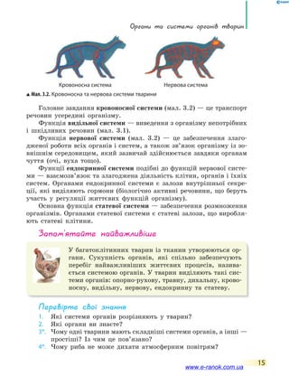 органи та системи органів тварин
15
Головне завдання кровоносної системи (мал. 3.2) — це транспорт
речовин усередині організму.
Функція видільної системи — виведення з організму непотрібних
і шкідливих речовин (мал. 3.1).
Функція нервової системи (мал. 3.2) — це забезпечення злаго-
дженої роботи всіх органів і систем, а також зв’язок організму із зо-
внішнім середовищем, який зазвичай здійснюється завдяки органам
чуття (очі, вуха тощо).
Функції ендокринної системи подібні до функцій нервової систе-
ми — взаємозв’язок та злагоджена діяльність клітин, органів і їхніх
систем. Органами ендокринної системи є залози внутрішньої секре-
ції, які виділяють гормони (біологічно активні речовини, що беруть
участь у регуляції життєвих функцій організму).
Основна функція статевої системи — забезпечення розмноження
організмів. Органами статевої системи є статеві залози, що виробля-
ють статеві клітини.
запам’ятайте найважливіше
У багатоклітинних тварин із тканин утворюються ор-
гани. Сукупність органів, які спільно забезпечують
перебіг найважливіших життєвих процесів, назива-
ється системою органів. У тварин виділяють такі сис-
теми органів: опорно-рухову, травну, дихальну, крово-
носну, видільну, нервову, ендокринну та статеву.
Перевірте свої знання
1. Які системи органів розрізняють у тварин?
2. Які органи ви знаєте?
3*. Чому одні тварини мають складніші системи органів, а інші —
простіші? Із чим це пов’язано?
4*. Чому риба не може дихати атмосферним повітрям?
Мал. 3.2. Кровоносна та нервова системи тварини
Кровоносна система Нервова система
www.e-ranok.com.ua
 