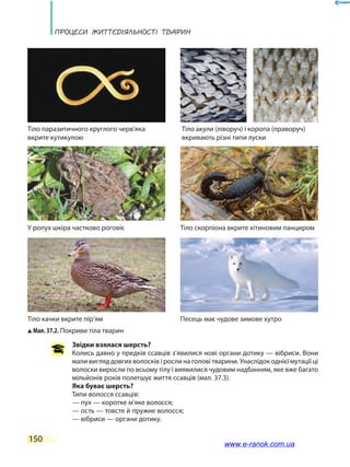 Процеси життєдіяльності тварин
150
Звідки взялася шерсть?
Колись давно у предків ссавців з’явилися нові органи дотику — вібриси. Вони
мали вигляд довгих волосків і росли на голові тварини. Унаслідок однієї мутації ці
волоски виросли по всьому тілу і виявилися чудовим надбанням, яке вже багато
мільйонів років полегшує життя ссавців (мал. 37.3).
Яка буває шерсть?
Типи волосся ссавців:
— пух — коротке м’яке волосся;
— ость — товсте й пружне волосся;
— вібриси — органи дотику.
Мал. 37.2. Покриви тіла тварин
Тіло паразитичного круглого черв’яка
вкрите кутикулою
Тіло скорпіона вкрите хітиновим панциромУ ропух шкіра частково роговіє
Тіло акули (ліворуч) і коропа (праворуч)
вкривають різні типи луски
Тіло качки вкрите пір’ям Песець має чудове зимове хутро
www.e-ranok.com.ua
 