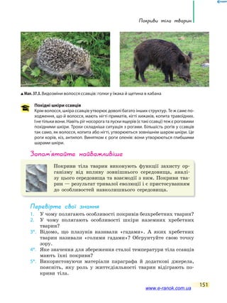 Покриви тіла тварин
151
Похідні шкіри ссавців
Крім волосся, шкіра ссавців утворює доволі багато інших структур. Те ж саме по-
ходження, що й волосся, мають нігті приматів, кігті хижаків, копита травоїдних.
І не тільки вони. Навіть ріг носорога та луски ящерів (є такі ссавці) теж є роговими
похідними шкіри. Трохи складніша ситуація з рогами. Більшість рогів у ссавців
так само, як волосся, копита або нігті, утворюються зовнішнім шаром шкіри. Це
роги корів, кіз, антилоп. Винятком є роги оленів: вони утворюються глибшими
шарами шкіри.
запам’ятайте найважливіше
Покриви тіла тварин виконують функції захисту ор-
ганізму від впливу зовнішнього середовища, аналі-
зу цього середовища та взаємодії з ним. Покриви тва-
рин — результат тривалої еволюції і є пристосуванням
до особливостей навколишнього середовища.
Перевірте свої знання
1. У чому полягають особливості покривів безхребетних тварин?
2. У чому полягають особливості шкіри наземних хребетних
тварин?
3*. Відомо, що плазунів називали «гадами». А яких хребетних
тварин називали «голими гадами»? Обгрунтуйте свою точку
зору.
4*. Яке значення для збереження сталої температури тіла ссавців
мають їхні покриви?
5*. Використовуючи матеріали параграфа й додаткові джерела,
поясніть, яку роль у життєдіяльності тварин відіграють по-
криви тіла.
Мал. 37.3. Видозміни волосся ссавців: голки у їжака й щетина в кабана
www.e-ranok.com.ua
 