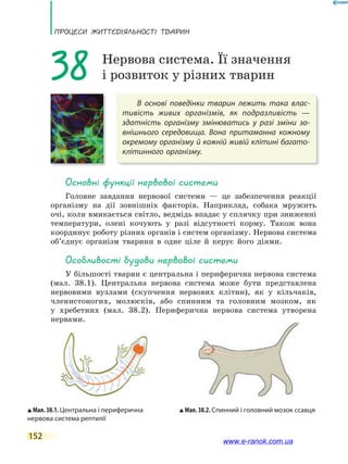 ПРоцЕси ЖиТТєдіЯЛьносТі ТВаРин
152
В основі поведінки тварин лежить така влас-
тивість живих організмів, як подразливість —
здатність організму змінюватись у разі зміни зо-
внішнього середовища. Вона притаманна кожному
окремому організму й кожній живій клітині багато-
клітинного організму.
38 Нервова система. Її значення
і розвиток у різних тварин
основні функції нервової системи
Головне завдання нервової системи — це забезпечення реакції
організму на дії зовнішніх факторів. Наприклад, собака мружить
очі, коли вмикається світло, ведмідь впадає у сплячку при зниженні
температури, олені кочують у разі відсутності корму. Також вона
координує роботу різних органів і систем організму. Нервова система
об’єднує організм тварини в одне ціле й керує його діями.
особливості будови нервової системи
У більшості тварин є центральна і периферична нервова система
(мал. 38.1). Центральна нервова система може бути представлена
нервовими вузлами (скупчення нервових клітин), як у кільчаків,
членистоногих, молюсків, або спинним та головним мозком, як
у хребетних (мал. 38.2). Периферична нервова система утворена
нервами.
Мал. 38.1. Центральна і периферична
нервова система рептилії
Мал. 38.2. Спинний і головний мозок ссавця
www.e-ranok.com.ua
 