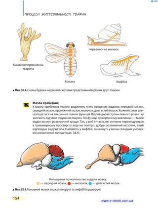 ПРоцЕси ЖиТТєдіЯЛьносТі ТВаРин
154
Мозок хребетних
У мозку хребетних тварин виділяють п’ять основних відділів: передній мозок,
середній мозок, проміжний мозок, мозочок, довгастий мозок. Кожний з них спе-
ціалізується на виконанні певних функцій. Відповідно й ступінь їхнього розвитку
залежить від умов існування тварин. Які функції для організму важливіші — такий
відділ мозку і розвинений краще. Так, у риб і птахів, які активно переміщуються
в тривимірному просторі (у воді чи повітрі), добре розвинений мозочок, який
відповідає за рухи тіла. Натомість у амфібій, які живуть у менш складних умовах,
він розвинений менше (мал. 38.4).
Мал. 38.4. Головний мозок птаха (ліворуч) та амфібії (праворуч)
Мал. 38.3. Схема будови нервової системи представників різних груп тварин
Кишковопорожнинна
тварина
Комаха Амфібія
Кольорами позначено такі відділи мозку:
— передній мозок, — мозочок, — довгастий мозок
Черевоногий молюск
www.e-ranok.com.ua
 