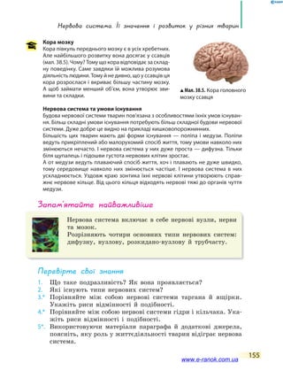 нервова система. Її значення і розвиток у різних тварин
155
Кора мозку
Кора півкуль переднього мозку є в усіх хребетних.
Але найбільшого розвитку вона досягає у ссавців
(мал. 38.5). Чому? Тому що кора відповідає за склад-
ну поведінку. Саме завдяки їй можлива розумова
діяльність людини. Тому й не дивно, що у ссавців ця
кора розрослася і вкриває більшу частину мозку.
А щоб займати менший об’єм, вона утворює зви-
вини та складки.
Нервова система та умови існування
Будова нервової системи тварин пов’язана з особливостями їхніх умов існуван-
ня. Більш складні умови існування потребують більш складної будови нервової
системи. Дуже добре це видно на прикладі кишковопорожнинних.
Більшість цих тварин мають дві форми існування — поліпа і медузи. Поліпи
ведуть прикріплений або малорухомий спосіб життя, тому умови навколо них
змінюються нечасто. І нервова система у них дуже проста — дифузна. Тільки
біля щупалець і підошви густота нервових клітин зростає.
А от медузи ведуть плаваючий спосіб життя, хоч і плавають не дуже швидко,
тому середовище навколо них змінюється частіше. І нервова система в них
ускладнюється. Уздовж краю зонтика їхні нервові клітини утворюють справ-
жнє нервове кільце. Від цього кільця відходять нервові тяжі до органів чуття
медузи.
запам’ятайте найважливіше
Нервова система включає в себе нервові вузли, нерви
та мозок.
Розрізняють чотири основних типи нервових систем:
дифузну, вузлову, розкидано-вузлову й трубчасту.
Перевірте свої знання
1. Що таке подразливість? Як вона проявляється?
2. Які існують типи нервових систем?
3.* Порівняйте між собою нервові системи таргана й ящірки.
Укажіть риси відмінності й подібності.
4.* Порівняйте між собою нервові системи гідри і кільчака. Ука-
жіть риси відмінності і подібності.
5*. Використовуючи матеріали параграфа й додаткові джерела,
поясніть, яку роль у життєдіяльності тварин відіграє нервова
система.
Мал. 38.5. Кора головного
мозку ссавця
www.e-ranok.com.ua
 