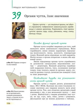 ПРоцЕси ЖиТТєдіЯЛьносТі ТВаРин
156
Органи чуття — це спеціальні органи, які здат-
ні сприймати подразнення навколишнього середо-
вища й самого організму. Розрізняють такі органи
чуття: органи зору, слуху, рівноваги, нюху, смаку,
дотику тощо.
39 Органи чуття, їхнє значення
основні функції органів чуття
Органи чуття потрібні тваринам для того, щоб
виявляти зміни зовнішнього середовища. Вони
сприймають зміни певних параметрів середови-
ща (освітленості, тиску, вологості, температури
тощо). Кожний орган відповідає за свій параметр.
Потім сигнал з органа потрапляє в мозок або нер-
вовий вузол.
Зміни середовища органи чуття сприймають
за допомогою спеціальних видозмінених клі-
тин — рецепторів. Кожний рецептор сприймає
свій подразник (світло, тиск, коливання повітря
тощо), тому існують зорові (в органах зору), слу-
хові (в органах слуху), дотикові (на поверхні тіла)
та інші рецептори.
особливості будови та різноманіт-
ність органів чуття
Органи чуття у тварин досить різноманітні
(мал. 39.1–39.6). Залежно від умов існування го-
ловне значення для тварини можуть мати різні
органи чуття. Так, для літаючих організмів украй
важливим є зір, а для мешканців ґрунту — нюх
і дотик. Найчастіше у тварин розвинені такі чут-
тя, як зір, слух, нюх, смак, дотик і рівновага.
Докладніше про це можна дізнатися з таблиці.
Мал. 39.1. Будова складно-
го ока комахи
Мал.39.2.Вушні ракови-
ни (а) допомагають
ссавцям уловлювати
звуки, а слухові кісточ-
ки (б) підсилюють їх
а
б
www.e-ranok.com.ua
 