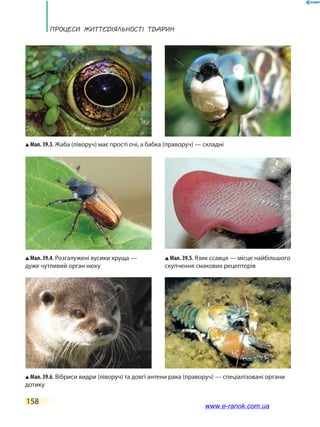 Процеси життєдіяльності тварин
158
Мал. 39.3. Жаба (ліворуч) має прості очі, а бабка (праворуч) — складні
Мал. 39.5. Язик ссавця — місце найбільшого
скупчення смакових рецепторів
Мал. 39.4. Розгалужені вусики хруща —
дуже чутливий орган нюху
Мал. 39.6. Вібриси видри (ліворуч) та довгі антени рака (праворуч) — спеціалізовані органи
дотику
www.e-ranok.com.ua
 
