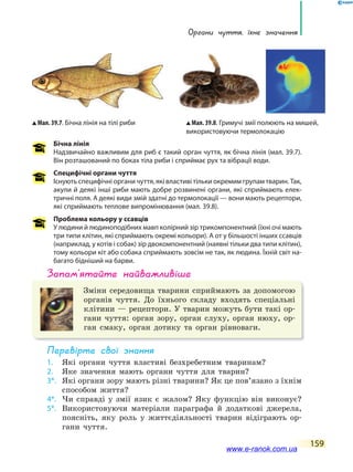 органи чуття, їхнє значення
159
Бічна лінія
Надзвичайно важливим для риб є такий орган чуття, як бічна лінія (мал. 39.7).
Він розташований по боках тіла риби і сприймає рух та вібрації води.
Специфічні органи чуття
Існують специфічні органи чуття, які властиві тільки окремим групам тварин. Так,
акули й деякі інші риби мають добре розвинені органи, які сприймають елек-
тричні поля. А деякі види змій здатні до термолокації — вони мають рецептори,
які сприймають теплове випромінювання (мал. 39.8).
Проблема кольору у ссавців
У людини й людиноподібних мавп колірний зір трикомпонентний (їхні очі мають
три типи клітин, які сприймають окремі кольори). А от у більшості інших ссавців
(наприклад, у котів і собак) зір двокомпонентний (наявні тільки два типи клітин),
тому кольори кіт або собака сприймають зовсім не так, як людина. Їхній світ на-
багато бідніший на барви.
запам’ятайте найважливіше
Зміни середовища тварини сприймають за допомогою
органів чуття. До їхнього складу входять спеціальні
клітини — рецептори. У тварин можуть бути такі ор-
гани чуття: орган зору, орган слуху, орган нюху, ор-
ган смаку, орган дотику та орган рівноваги.
Перевірте свої знання
1. Які органи чуття властиві безхребетним тваринам?
2. Яке значення мають органи чуття для тварин?
3*. Які органи зору мають різні тварини? Як це пов’язано з їхнім
способом життя?
4*. Чи справді у змії язик є жалом? Яку функцію він виконує?
5*. Використовуючи матеріали параграфа й додаткові джерела,
поясніть, яку роль у життєдіяльності тварин відіграють ор-
гани чуття.
Мал. 39.7. Бічна лінія на тілі риби Мал. 39.8. Гримучі змії полюють на мишей,
використовуючи термолокацію
www.e-ranok.com.ua
 