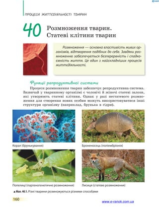 ПРоцЕси ЖиТТєдіЯЛьносТі ТВаРин
160
Розмноження — основна властивість живих ор-
ганізмів, відтворення подібних до себе. Завдяки роз-
множенню забезпечується безперервність і спадко-
ємність життя. Це один з найскладніших процесів
життєдіяльності.
40 Розмноження тварин.
Статеві клітини тварин
Функції репродуктивної системи
Процеси розмноження тварин забезпечує репродуктивна система.
Зазвичай у тваринному організмі є чоловічі й жіночі статеві залози,
які утворюють статеві клітини. Однак у разі нестатевого розмно-
ження для створення нових особин можуть використовуватися інші
структури організму (наприклад, брунька в гідри).
Мал. 40.1. Різні тварини розмножуються різними способами
Корал (брунькування)
Попелиці (партеногенетичне розмноження)
Броненосець (поліембріонія)
Лисиця (статеве розмноження)
www.e-ranok.com.ua
 