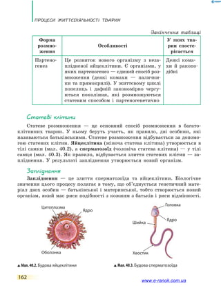 ПРоцЕси ЖиТТєдіЯЛьносТі ТВаРин
162
Форма
розмно-
ження
Особливості
У яких тва-
рин спосте-
рігається
Партено-
генез
Це розвиток нового організму з неза-
плідненої яйцеклітини. Є організми, у
яких партеногенез — єдиний спосіб роз-
множення (деякі комахи — палични-
ки та прямокрилі). У життєвому циклі
попелиць і дафній закономірно чергу-
ються покоління, які розмножуються
статевим способом і партеногенетично
Деякі кома-
хи й ракопо-
дібні
Мал.40.2.Будова яйцеклітини Мал.40.3.Будова сперматозоїда
Оболонка
Головка
Шийка
Хвостик
Ядро
Ядро
Хвостик
Цитоплазма
статеві клітини
Статеве розмноження — це основний спосіб розмноження в багато-
клітинних тварин. У ньому беруть участь, як правило, дві особини, які
називаються батьківськими. Статеве розмноження відбувається за допомо-
гою статевих клітин. Яйцеклітина (жіноча статева клітина) утворюється в
тілі самки (мал. 40.2), а сперматозоїд (чоловіча статева клітина) — у тілі
самця (мал. 40.3). Як правило, відбувається злиття статевих клітин — за-
пліднення. У результаті запліднення утворюється новий організм.
запліднення
Запліднення — це злиття сперматозоїда та яйцеклітини. Біологічне
значення цього процесу полягає в тому, що об’єднується генетичний мате-
ріал двох особин — батьківської і материнської, тобто створюється новий
організм, який має риси подібності з кожним з батьків і риси відмінності.
Закінчення таблиці
www.e-ranok.com.ua
 
