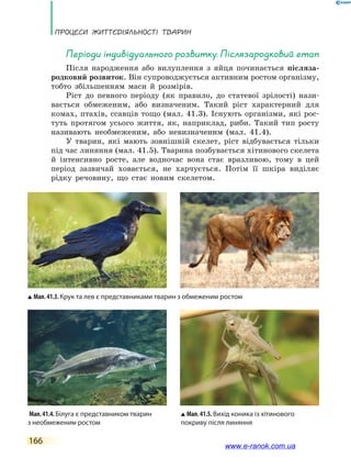 Процеси життєдіяльності тварин
166
Періоди індивідуального розвитку. Післязародковий етап
Після народження або вилуплення з яйця починається післяза-
родковий розвиток. Він супроводжується активним ростом організму,
тобто збільшенням маси й розмірів.
Ріст до певного періоду (як правило, до статевої зрілості) нази-
вається обмеженим, або визначеним. Такий ріст характерний для
комах, птахів, ссавців тощо (мал. 41.3). Існують організми, які рос-
туть протягом усього життя, як, наприклад, риби. Такий тип росту
називають необмеженим, або невизначеним (мал. 41.4).
У тварин, які мають зовнішній скелет, ріст відбувається тільки
під час линяння (мал. 41.5). Тварина позбувається хітинового скелета
й інтенсивно росте, але водночас вона стає вразливою, тому в цей
період зазвичай ховається, не харчується. Потім її шкіра виділяє
рідку речовину, що стає новим скелетом.
Мал.41.3.Крук та лев є представниками тварин з обмеженим ростом
Мал.41.4.Білуга є представником тварин
з необмеженим ростом
Мал.41.5.Вихід коника із хітинового
покриву після линяння
www.e-ranok.com.ua
 