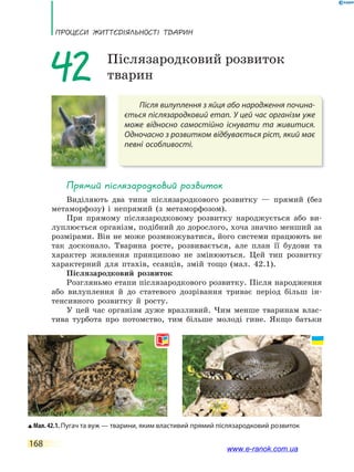 ПРоцЕси ЖиТТєдіЯЛьносТі ТВаРин
168
Після вилуплення з яйця або народження почина-
ється післязародковий етап. У цей час організм уже
може відносно самостійно існувати та живитися.
Одночасно з розвитком відбувається ріст, який має
певні особливості.
42 Післязародковий розвиток
тварин
Прямий післязародковий розвиток
Виділяють два типи післязародкового розвитку — прямий (без
метаморфозу) і непрямий (з метаморфозом).
При прямому післязародковому розвитку народжується або ви-
луплюється організм, подібний до дорослого, хоча значно менший за
розмірами. Він не може розмножуватися, його системи працюють не
так досконало. Тварина росте, розвивається, але план її будови та
характер живлення принципово не змінюються. Цей тип розвитку
характерний для птахів, ссавців, змій тощо (мал. 42.1).
Післязародковий розвиток
Розгляньмо етапи післязародкового розвитку. Після народження
або вилуплення й до статевого дозрівання триває період більш ін-
тенсивного розвитку й росту.
У цей час організм дуже вразливий. Чим менше тваринам влас-
тива турбота про потомство, тим більше молоді гине. Якщо батьки
Мал. 42.1. Пугач та вуж — тварини, яким властивий прямий післязародковий розвиток
www.e-ranok.com.ua
 