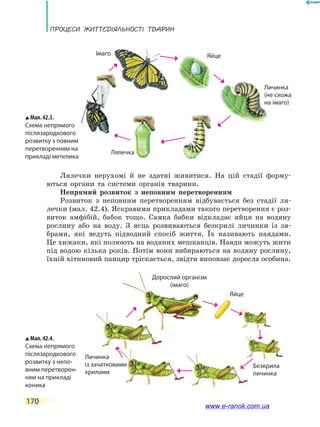 Процеси життєдіяльності тварин
170
Лялечки нерухомі й не здатні живитися. На цій стадії форму-
ються органи та системи органів тварини.
Непрямий розвиток з неповним перетворенням
Розвиток з неповним перетворенням відбувається без стадії ля-
лечки (мал. 42.4). Яскравими прикладами такого перетворення є роз-
виток амфібій, бабок тощо. Самка бабки відкладає яйця на водяну
рослину або на воду. З яєць розвиваються безкрилі личинки із  зя-
брами, які ведуть підводний спосіб життя. Їх називають наядами.
Це хижаки, які полюють на водяних мешканців. Наяди можуть жити
під водою кілька років. Потім вони вибираються на водяну рослину,
їхній хітиновий панцир тріскається, звідти виповзає доросла особина.
Яйце
Дорослий організм
(імаго)
Безкрила
личинка
Личинка
із зачатковими
крилами
Яйце
Личинка
(не схожа
на імаго)
Лялечка
Імаго
Мал. 42.3.
Схема непрямого
післязародкового
розвитку з повним
перетворенням на
прикладі метелика
Мал. 42.4.
Схема непрямого
післязародкового
розвитку з непо-
вним перетворен-
ням на прикладі
коника
www.e-ranok.com.ua
 