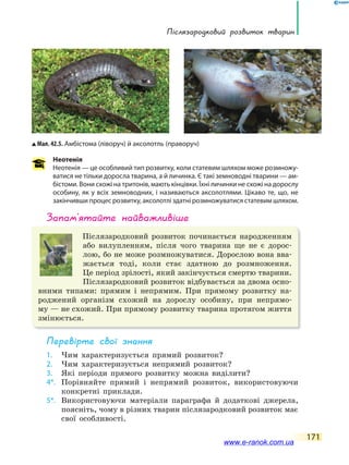 Післязародковий розвиток тварин
171
Неотенія
Неотенія — це особливий тип розвитку, коли статевим шляхом може розмножу-
ватися не тільки доросла тварина, а й личинка. Є такі земноводні тварини — ам-
бістоми. Вони схожі на тритонів, мають кінцівки. Їхні личинки не схожі на дорослу
особину, як у всіх земноводних, і називаються аксолотлями. Цікаво те, що, не
закінчивши процес розвитку, аксолотлі здатні розмножуватися статевим шляхом.
запам’ятайте найважливіше
Післязародковий розвиток починається народженням
або вилупленням, після чого тварина ще не є дорос-
лою, бо не може розмножуватися. Дорослою вона вва-
жається тоді, коли стає здатною до розмноження.
Це період зрілості, який закінчується смертю тварини.
Післязародковий розвиток відбувається за двома осно-
вними типами: прямим і непрямим. При прямому розвитку на-
роджений організм схожий на дорослу особину, при непрямо-
му — не схожий. При прямому розвитку тварина протягом життя
змінюється.
Перевірте свої знання
1. Чим характеризується прямий розвиток?
2. Чим характеризується непрямий розвиток?
3. Які періоди прямого розвитку можна виділити?
4*. Порівняйте прямий і непрямий розвиток, використовуючи
конкретні приклади.
5*. Використовуючи матеріали параграфа й додаткові джерела,
поясніть, чому в різних тварин післязародковий розвиток має
свої особливості.
Мал. 42.5. Амбістома (ліворуч) й аксолотль (праворуч)
www.e-ranok.com.ua
 