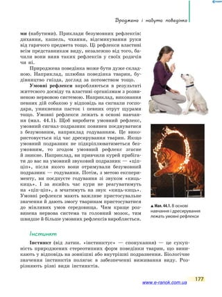 Вроджена і набута поведінка
177
ми (набутими). Приклади безумовних рефлексів:
дихання, кашель, чхання, відсмикування руки
від гарячого предмета тощо. Ці рефлекси властиві
всім представникам виду, незалежно від того, ба-
чили вони вияв таких рефлексів у своїх родичів
чи ні.
Природжена поведінка може бути дуже склад-
ною. Наприклад, шлюбна поведінка тварин, бу-
дівництво гнізда, догляд за потомством тощо.
Умовні рефлекси виробляються в результаті
життєвого досвіду та властиві організмам з розви-
неною нервовою системою. Наприклад, виконання
певних дій собакою у відповідь на сигнали госпо-
даря, уникнення пасток і певних отрут щурами
тощо. Умовні рефлекси лежать в основі навчан-
ня (мал. 44.1). Щоб виробити умовний рефлекс,
умовний сигнал-подразник повинен поєднуватися
з безумовним, наприклад годуванням. Це  вико-
ристовується під час дресирування тварин. Якщо
умовний подразник не підкріплюватиметься без-
умовним, то згодом умовний рефлекс згасне
й зникне. Наприклад, ви привчили курей прибіга-
ти до вас на умовний звуковий подразник — «ціп-
ціп», після якого вони отримували безумовний
подразник — годування. Потім, з метою експери-
менту, ви поєднуєте годування зі звуком «киць-
киць». І  за  якийсь час кури не реагуватимуть
на «ціп-ціп», а  мчатимуть на звук «киць-киць».
Умовні рефлекси мають важливе пристосувальне
значення й дають змогу тваринам пристосуватися
до мінливих умов сере­довища. Чим краще роз-
винена нервова система та головний мозок, тим
швидше й більше умовних рефлексів виробляється.
Мал. 44.1. В основі
навчання і дресирування
лежать умовні рефлекси
Інстинкт
Інстинкт (від латин. «інстинктус» — спонукання) — це сукуп-
ність природжених стереотипних форм поведінки тварин, що вини-
кають у відповідь на зовнішні або внутрішні подразнення. Біологічне
значення інстинктів полягає в забезпеченні виживання виду. Роз-
різняють різні види інстинктів.
www.e-ranok.com.ua
 