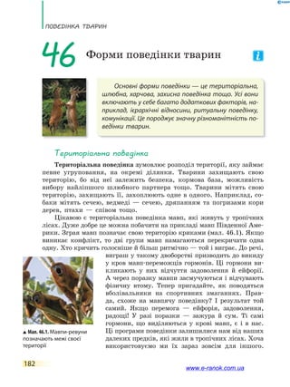ПоВЕдінКа ТВаРин
182
Основні форми поведінки — це територіальна,
шлюбна, харчова, захисна поведінка тощо. Усі вони
включають у себе багато додаткових факторів, на-
приклад, ієрархічні відносини, ритуальну поведінку,
комунікації. Це породжує значну різноманітність по-
ведінки тварин.
46 Форми поведінки тварин
Територіальна поведінка
Територіальна поведінка зумовлює розподіл території, яку займає
певне угруповання, на окремі ділянки. Тварини захищають свою
територію, бо від неї залежить безпека, кормова база, можливість
вибору найліпшого шлюбного партнера тощо. Тварини мітять свою
територію, захищають її, захоплюють одне в одного. Наприклад, со-
баки мітять сечею, ведмеді — сечею, дряпанням та погризами кори
дерев, птахи — співом тощо.
Цікавою є територіальна поведінка мавп, які живуть у тропічних
лісах. Дуже добре це можна побачити на прикладі мавп Південної Аме-
рики. Зграя мавп позначає свою територію криками (мал. 46.1). Якщо
виникає конфлікт, то дві групи мавп намагаються перекричати одна
одну. Хто кричить голосніше й більш ритмічно — той і виграє. До речі,
виграш у такому двоборстві призводить до викиду
у кров мавп-переможців гормонів. Ці гормони ви-
кликають у них відчуття задоволення й ейфорії.
А через поразку мавпи засмучуються і відчувають
фізичну втому. Тепер пригадайте, як поводяться
вболівальники на спортивних змаганнях. Прав-
да, схоже на мавпячу поведінку? І результат той
самий. Якщо перемога — ейфорія, задоволення,
радощі! У разі поразки — зажура й сум. Ті самі
гормони, що виділяються у крові мавп, є і в нас.
Ці програми поведінки залишилися нам від наших
далеких предків, які жили в тропічних лісах. Хоча
використовуємо ми їх зараз зовсім для іншого.
Мал. 46.1. Мавпи-ревуни
позначають межі своєї
території
www.e-ranok.com.ua
 