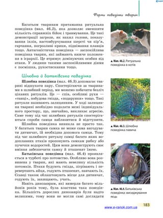 Форми поведінки тварин
183
Багатьом тваринам притаманна ритуальна
поведінка (мал. 46.2), яка дозволяє зменшити
кількість справжніх бійок і травмування. Це такі
демонстрації загрози, як нахил голови, показу-
вання іклів, настовбурчування шерсті чи пір’я,
гарчання, погрозливі крики, піднімання плавців
тощо. Антагоністична поведінка — заспокійлива
поведінка тварин, які займають нижче положен-
ня в ієрархії. Це втримує домінуючих особин від
атаки. У людини такими заспокійливими діями
є посмішка, рукостискання тощо.
Шлюбна й батьківська поведінка
Шлюбна поведінка (мал. 46.3) допомагає тва-
рині відшукати пару. Спостерігаючи за тварина-
ми в шлюбний період, ми можемо побачити безліч
цікавих ритуалів. Це — спів, особливі рухи —
«танці», побудова гнізда, «подарунки» тощо. Такі
ритуали називають залицянням. У ході залицян-
ня тварині необхідно подолати межі індивідуаль-
ного простору, що, звичайно, викликає агресію.
Саме тому під час шлюбних ритуалів спостеріга-
ються спроби самця наблизитися й відступити.
Шлюбна поведінка виникла не просто так.
У багатьох тварин самка не може сама вигодува-
ти дитинчат, їй необхідна допомога самця. Тому
під час шлюбного ритуалу самці багато яких во-
доплавних птахів пропонують самкам рибку або
пучечки водоростей. Цим вони демонструють своє
вміння забезпечити самку й пташенят їжею.
Батьківська поведінка (мал. 46.4) проявля-
ється в турботі про потомство. Особливо вона роз-
винена у тварин, які мають невелику кількість
потомків. Птахи будують гнізда, зігрівають і пе-
ревертають яйця, годують пташенят, навчають їх.
Ссавці також облаштовують місце для дитинчат,
годують їх, захищають, учать.
Навіть динозаврам, які вимерли багато міль-
йонів років тому, була властива така поведін-
ка. Більшість дорослих динозаврів були надто
великими, тому вони не могли самі доглядати
Мал. 46.2. Ритуальна
поведінка в котів
Мал. 46.3. Шлюбна
поведінка павича
Мал.46.4.Батьківська
поведінка: висиджування
яєць
www.e-ranok.com.ua
 
