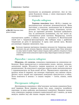 Поведінка тварин
184
маленьких за  розмірами дитинчат. Але ці тва-
рини будували гнізда, у яких відкладали яйця,
та захищали їх.
Харчова поведінка
Харчова поведінка (мал. 46.5) у тварин ха-
рактеризується великою різноманітністю. Вона
пов’язана з  пошуком, запасанням їжі й обміном
речовин. Усі тварини мають підвищену чутли-
вість до харчових речовин. Хижаки здобувають
їжу за допомогою полювання, під час якого за-
стосовуються різні тактики. Наприклад, котячі
підстерігають здобич, а собаки, вовки — заганяють її. Велетенський
синій кит є  твариною-фільтратором. Він набирає воду з дрібними
тваринами до рота й проціджує її крізь свої китові вуса. Великі
рослиноїдні тварини випасають їжу.
Багатьом тваринам притаманна поведінка запасання їжі. Наприклад, комахи
запасають їжу для личинок (бджоли, наїзники, мурахи тощо). Білки запасають
на зиму горіхи й гриби. Родичі зайців пищухи навіть роблять спеціальні стіжки
з трави, таким чином запасаючи корм на зиму. Звідси й друга назва цих тварин —
сіноставці.
Агресивна і захисна поведінка
Оборонна, або захисна, поведінка спрямована на уникнення не-
безпеки. Вона проявляється в загрозливих позах, звуках, нападах,
заподіянні травм. Більшість тварин вдаються до агресії під час
розмноження. За відсутності агресора агресія може накопичуватися
і  спрямовуватися на будь-який об’єкт. Провокувати агресивну по-
ведінку може й тварина, що захищає територію, яку вважає своєю.
Досить часто такий тип агресивної поведінки трапляється в собак.
Хоча помітити її можна і в інших тварин — котів, півнів, левів
тощо.
Дослідницька поведінка
Дослідницька поведінка є обов’язковою частиною поведінки будь-
якої тварини. Коли тварина шукає їжу, воду, укриття, шлюбного
партнера, то вона здійснює дослідницьку поведінку. Завдяки такому
типу поведінки тварини пізнають навколишній світ і знають, де вони
можуть знайти їжу або інших тварин свого виду.
Мал.46.5.Харчова пове-
дінка гепарда
www.e-ranok.com.ua
 