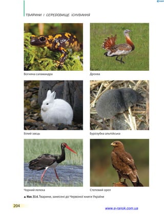 Тварини і середовище існування
204
Чорний лелека
Мал.53.4.Тварини, занесені до Червоної книги України
Степовий орел
Вогняна саламандра
Білий заєць Бурозубка альпійська
Дрохва
www.e-ranok.com.ua
 