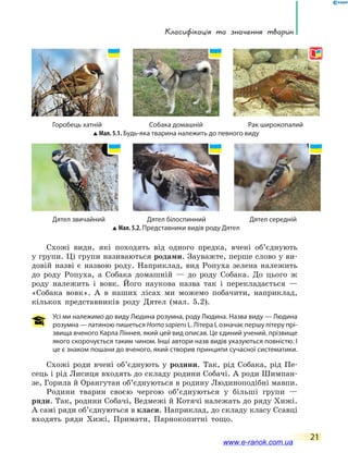 Класифікація та значення тварин
21
Схожі види, які походять від одного предка, вчені об’єднують
у групи. Ці групи називаються родами. Зауважте, перше слово у ви-
довій назві є назвою роду. Наприклад, вид Ропуха зелена належить
до роду Ропуха, а Собака домашній — до роду Собака. До цього ж
роду належить і вовк. Його наукова назва так і перекладається —
«Собака вовк». А в наших лісах ми можемо побачити, наприклад,
кількох представників роду Дятел (мал. 5.2).
Усі ми належимо до виду Людина розумна, роду Людина. Назва виду — Людина
розумна — латиною пишеться HomosapiensL. Літера L означає першу літеру прі­
звища вченого Карла Ліннея, який цей вид описав. Це єдиний учений, прізвище
якого скорочується таким чином. Інші автори назв видів указуються повністю. І
це є знаком пошани до вченого, який створив принципи сучасної систематики.
Схожі роди вчені об’єднують у родини. Так, рід Собака, рід Пе-
сець і рід Лисиця входять до складу родини Собачі. А роди Шимпан-
зе, Горила й Орангутан об’єднуються в родину Людиноподібні мавпи.
Родини тварин своєю чергою об’єднуються у більші групи —
ряди. Так, родини Собачі, Ведмежі й Котячі належать до ряду Хижі.
А самі ряди об’єднуються в класи. Наприклад, до складу класу Ссавці
входять ряди Хижі, Примати, Парнокопитні тощо.
	 Дятел звичайний	 Дятел білоспинний	 Дятел середній
Мал. 5.2. Представники видів роду Дятел
	 Горобець хатній	 Собака домашній	 Рак широкопалий
Мал. 5.1. Будь-яка тварина належить до певного виду
www.e-ranok.com.ua
 