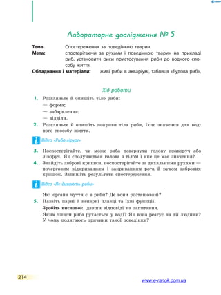 214
Лабораторне дослідження № 5
Тема.	 Спостереження за поведінкою тварин.
Мета:	 спостерігаючи за рухами і поведінкою тварин на прикладі
риб, установити риси пристосування риби до водного спо-
собу життя.
Обладнання і матеріали:	 живі риби в акваріумі, таблиця «Будова риб».
Хід роботи
	1.	 Розгляньте й опишіть тіло риби:
	 	 — форма;
	 	 — забарвлення;
	 	 — відділи.
	2.	 Розгляньте й опишіть покриви тіла риби, їхнє значення для вод­
ного способу життя.
Відео «Риба-хірург»
	3.	 Поспостерігайте, чи може риба повернути голову праворуч або
ліворуч. Як сполучається голова з тілом і яке це має значення?
	4.	 Знайдіть зяброві кришки, поспостерігайте за дихальними рухами —
почерговим відкриванням і закриванням рота й рухом зябрових
кришок. Запишіть результати спостереження.
Відео «Як дихають риби»
	 	 Які органи чуття є в риби? Де вони розташовані?
	5.	 Назвіть парні й непарні плавці та їхні функції.
	 	 Зробіть висновок, давши відповіді на запитання.
	 	 Яким чином риба рухається у воді? Як вона реагує на дії людини?
У чому полягають причини такої поведінки?
www.e-ranok.com.ua
 