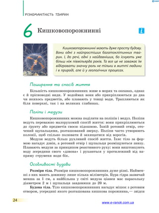 РізноманіТнісТь ТВаРин
24
Кишковопорожнинні мають дуже просту будову.
Вони одні з найпростіших багатоклітинних тва-
рин. І, до речі, одні з найдавніших, бо існують уже
більш ніж півмільярда років. Та все це не заважає їм
відігравати значну роль не тільки в житті людини
і в природі, але й у геологічних процесах.
6 Кишковопорожнинні
Поширення та спосіб життя
Більшість кишковопорожнинних живе в морях та океанах, однак
є й прісноводні види. У водоймах вони або прикріплюються до дна
чи якихось предметів, або плавають у товщі води. Трапляються як
біля поверхні, так і на великих глибинах.
Поліпи і медузи
Кишковопорожнинних можна поділити на поліпів і медуз. Поліпи
ведуть переважно малорухомий спосіб життя: вони прикріплюються
до ґрунту або предметів своєю підошвою. Їхній ротовий отвір, ото-
чений щупальцями, розташований зверху. Поліпи часто утворюють
колонії, щоб спільно полювати й захищатися від ворогів.
Медузи ведуть більш рухливий спосіб життя. Їхнє тіло за фор-
мою нагадує дзвін, а ротовий отвір і щупальця розміщуються знизу.
Плавають медузи за принципом реактивного руху: вони виштовхують
воду зсередини свого «дзвона» і рухаються у протилежний від на-
пряму струменя води бік.
особливості будови
Розміри тіла. Розміри кишковопорожнинних дуже різні. Наймен-
ші з них мають довжину лише кілька міліметрів. Бура гідра зазвичай
менша за 1 см, а найбільша у світі медуза ціанея має парасольку
діаметром 2 м і щупальця завдовжки до 20 м.
Будова тіла. Тіло кишковопорожнинних нагадує мішок з ротовим
отвором, усередині якого розташована кишкова порожнина,— звідси
www.e-ranok.com.ua
 