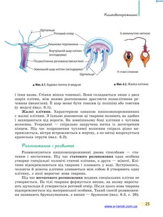 Кишковопорожнинні
25
і їхня назва. Стінки мішка тоненькі. Вони складаються лише з двох
шарів клітин, між якими розташована драглиста позаклітинна ре-
човина (мезоглея). Її шар може бути тонким (у поліпів) або товстим
(у медуз) (мал. 6.1).
Жалкі клітини. Характерною ознакою кишковопорожнинних
є жалкі клітини. З їхньою допомогою ці тварини полюють на здобич
і захищаються від ворогів. На зовнішньому боці клітини є чутлива
волосина. Усередині — спірально закручена нитка із загостреним
кінцем. Під час подразнення чутливої волосини спіраль різко ви-
прямляється, вістря встромляється в жертву, а по нитці впорскується
крапелька отрути (мал. 6.2).
Розмноження і розвиток
Розмножуються кишковопорожнинні двома способами — ста-
тевим і нестатевим. Під час статевого розмноження одна особина
утворює спеціальні чоловічі статеві клітини, а друга — жіночі. Клі-
тини відокремлюються від тварини і плавають у воді. Зустрівшись,
чоловіча й жіноча клітини зливаються між собою й утворюють одну
клітину, з якої виростає нова тварина.
Під час нестатевого розмноження жодних спеціальних клітин не
утворюється. На тілі тварини формується випин, на якому вироста-
ють щупальця й утворюється ротовий отвір. Після цього нова тварина
відокремлюється від материнської особини. Такий спосіб розмножен-
ня називають брунькуванням, а випин — брунькою (мал. 6.3, с. 26).
Мал. 6.1. Будова поліпа й медузи Мал. 6.2. Жалка клітина
Позаклітинна речовина (мезоглея)
Зовнішній шар клітин (ектодерма)
Внутрішній шар клітин
(ентодерма)
Кишкова порожнина
Щупальця
Щупальця
Ротовий отвір
У стані спокою
Із викинутою ниткою
Щупальця
ЩупальцяЩупальця
Кишкова порожнинаКишкова порожнинаКишкова порожнина
Зовнішній шар клітин (ектодерма)
www.e-ranok.com.ua
 
