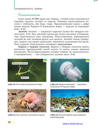 Різноманітність тварин
26
Різноманітність
Існує понад 10 000 видів цих тварин, з-поміж яких виділяються
гідроїди, медузи, актинії та корали. Типовим представником по-
ліпів є стеблиста, або бура, гідра. Представниками медуз є добре
відомі медузи Чорного й Азовського морів — аурелія та коренерот
(мал. 6.4).
Актинії. Актинії — поодинокі коралові поліпи без твердого ске-
лета (мал. 6.5). Їхні численні щупальця всіяні жалкими клітинами,
чим користуються інші організми. Раки­-самітники пересаджують
актиній на свої хатинки­-мушлі для захисту. Актинії також отриму-
ють користь від інших організмів: живляться залишками їжі раків.
Таке корисне співіснування називають мутуалізмом.
Корали з твердим скелетом. Корали з твердим скелетом ведуть
виключно прикріплений спосіб життя, їх навіть колись вважали
рослинами. Після брунькування дочірня особина не «розлучається»
з материнською — так утворюється колонія (мал. 6.6).
Мал. 6.5. Рак-самітник з актинією на мушлі Мал. 6.6. Колонія коралів, що утворюють
кораловий риф
Мал. 6.3. Нестатеве розмноження гідри Мал. 6.4. Медуза коренерот — мешканка
Азовського й Чорного морів
Молода особина
Брунька
www.e-ranok.com.ua
 