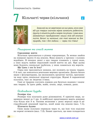 РізноманіТнісТь ТВаРин
28
Зазвичай ми не звертаємо на них уваги, хоча саме
від цих тварин значною мірою залежить родючість
ґрунту й кількість риби в морях та річках. І саме вони
займаються «прибиранням» наших лісів від опалого
листя. Великі чи маленькі, але такі важливі як для
природи, так і для людини — черви та п’явки!
7 Кільчасті черви (кільчаки)
Поширення та спосіб життя
Середовище життя
Кільчаки трапляються в різних середовищах. Їх можна знайти
на поверхні ґрунту й під землею. Вони живуть у прісних і солоних
водоймах. В океанах деякі з цих тварин плавають у товщі води,
а інші ведуть майже нерухомий спосіб життя на дні. При цьому
вони будують спеціальні трубочки, у яких ховаються від ворогів.
Що їдять і хто їх їсть?
Серед них трапляються хижаки, які полюють на інших тварин.
Є й такі, що живляться рештками мертвих організмів. Досить багато
видів є фільтраторами, що виловлюють органічні частки, проганяю-
чи воду крізь спеціальні цідильні структури. Відомі й паразитичні
кільчаки, такі як медична п’явка.
Самі ці тварини слугують кормом для багатьох водяних і назем-
них тварин. Їх їдять риби, жаби, птахи, звірі, комахи, раки.
особливості будови
Розміри тіла
Розміри тіла кільчаків дуже різноманітні. Є крихітні види, за-
вдовжки менші за 1 мм. А найбільші представники мають довжину
тіла більш ніж 3 м. Такими великими є деякі морські види й ав-
стралійський земляний черв’як, який живе під землею (мал. 7.1).
Кільчаста будова
Свою назву кільчаки отримали через те, що їхнє тіло поділене
на окремі сегменти (мал. 7.2). Ззовні здається, що воно складається
www.e-ranok.com.ua
 