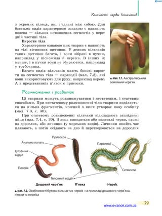 Кільчасті черви (кільчаки)
29
з окремих кілець, які з’єднані між собою. Для
багатьох видів характерною ознакою є наявність
пояска — кількох потовщених сегментів у пере-
дній частині тіла.
Вирости тіла
Характерною ознакою цих тварин є наявність
на тілі хітинових щетинок. У деяких кільчаків
таких щетинок багато, і вони зібрані в пучки,
наприклад у піскожила й нереїса. В інших їх
менше, і в пучки вони не збираються, наприклад
у трубочника.
Багато видів кільчаків мають бокові вирос-
ти на сегментах тіла — параподії (мал. 7.2), які
вони використовують для руху, наприклад нереїс.
А в представників п’явок є присоски.
Розмноження і розвиток
Ці тварини можуть розмножуватися і нестатевим, і статевим
способами. При нестатевому розмноженні тіло тварини поділяєть-
ся на кілька фрагментів, кожний з яких утворює нову особину
(мал. 7.3, с. 30).
При статевому розмноженні кільчаки відкладають запліднені
яйця (мал. 7.4, с. 30). З яєць виводяться або маленькі черви, схожі
на дорослих, або личинки (у морських видів). Личинки якийсь час
плавають, а потім осідають на дно й перетворюються на дорослих
Головний відділ
Тулубний
відділ
Анальна лопать
Поясок
Мал. 7.2. Особливості будови кільчастих червів на прикладі дощового черв’яка,
п’явки та нереїса
Параподії
Присосок
Сегменти
Мал.7.1.Австралійський
земляний черв’як
Дощовий черв’як П’явка Нереїс
www.e-ranok.com.ua
 