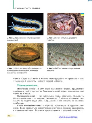 Різноманітність тварин
30
червів. Серед кільчаків є багато гермафродитів — організмів, які
утворюють і чоловічі, і жіночі статеві клітини.
Різноманітність
Налічують понад 12  000 видів кільчастих червів. Традиційно
виділяють такі їх групи, як багатощетинкові черви, малощетинкові
черви та п’явки.
Багатощетинкові — це найбільша група кільчаків. Більшість
багатощетинкових — морські мешканці. Є вільно плаваючі, по-
взаючі та сидячі види (мал. 7.5). Деякі з них живуть на значних
глибинах.
Серед малощетинкових є морські, прісноводні й ґрунтові тва-
рини. Вони живляться органічними рештками, іншими тваринами,
є  паразитичні види. Типовим представником є дощовий черв’як.
Мал. 7.3. Розмноження кільчака шляхом
фрагментації
Мал. 7.4. Кокон з яйцями дощового
черв’яка
Мал. 7.5. Морська миша, або афродита,—
багатощетинковий черв’як, який веде
повзаючий спосіб життя
Мал. 7.6. Риб’яча п’явка — паразитична
тварина
www.e-ranok.com.ua
 